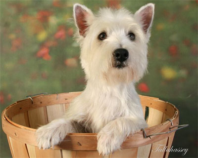 Westie Puppies for Sale by Breeder						