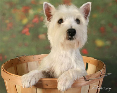 Westie store beard stains