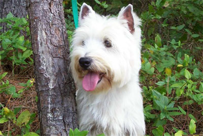 Westie shop beard stains