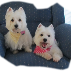 West Highland Terrier Puppies for Sale from Breeder ...