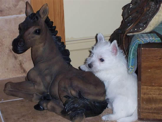 White West Highland Terrier Puppies for Sale