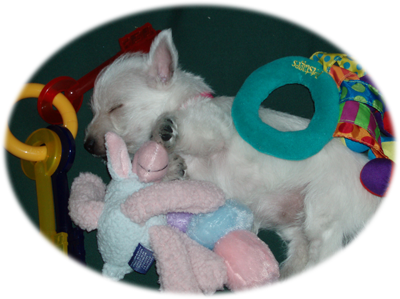 Arrowhead Dog Toy Pet Supplies Dog Toys Ichigenn Nishifunabashi Com