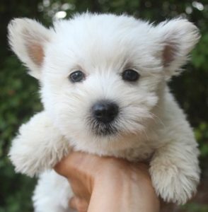 westie terrier arrowhead