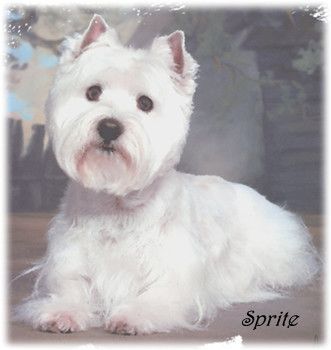 westie breeders near me