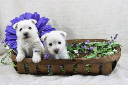 Honor and Wilbur’s Litter – ALL SOLD