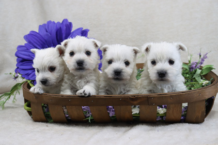 Iris and Yogi’s Litter – ALL SOLD