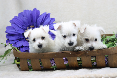 Popcorn and Dually’s Litter – ALL SOLD