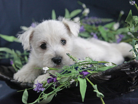 Star and Orville’s Litter – ALL SOLD