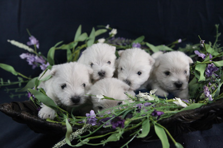 Minnie and Gideon’s Litter – ALL SOLD