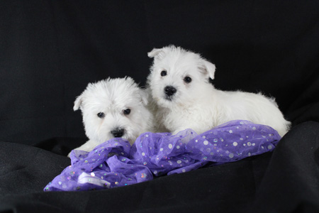 how many puppies are in a westie litter