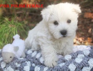 RAPUNZELS PINK POLISH FEMALE