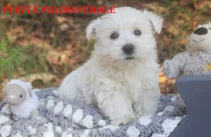 RAPUNZELS PURPLE POLISH FEMALE