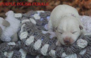 FLORAS PURPLE POLISH FEMALE