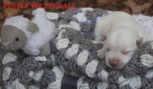 FLORAS PURPLE POLISH MALE