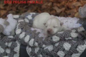 FLORAS RED POLISH FEMALE