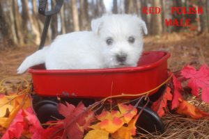 FLORAS RED POLISH MALE