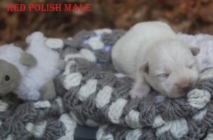 FLORAS RED POLISH MALE