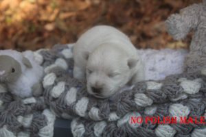 LOLAS NO POLISH MALE