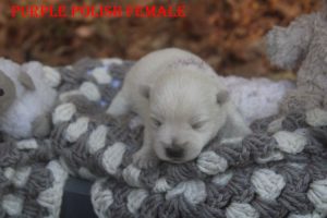 LOLAS PURPLE POLISH FEMALE