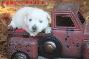 LOLAS PURPLE POLISH MALE