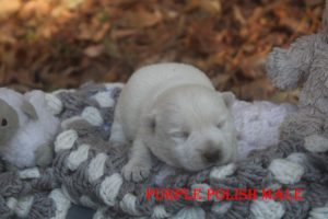 LOLAS PURPLE POLISH MALE