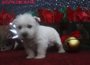 MADISONS NO POLISH MALE