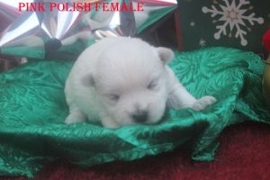 HAZEL PINK POLISH FEMALE