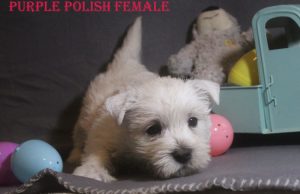 HALO PURPLE POLISH FEMALE