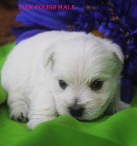 BLIZZARDS PINK POLISH MALE