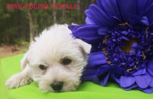 MAISES PINK POLISH FEMALE