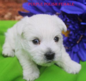 RAPUNZEL PURPLE POLISH FEMALE