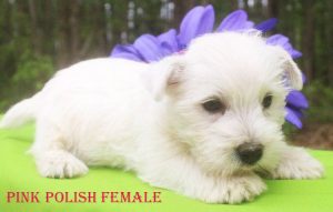 YUKIS PINK POLISH FEMALE