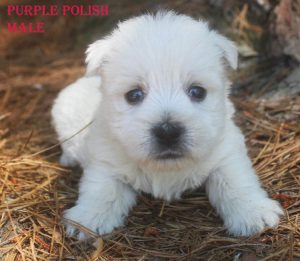 LOLAS PURPLE POLISH MALE