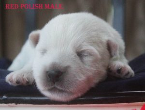 HAZELS RED POLISH MALE