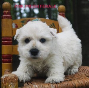 VELMAS PINK POLISH FEMALE